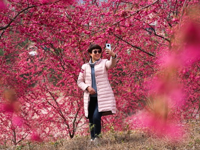 photo cherry blossom peak bloom arrives worldwide