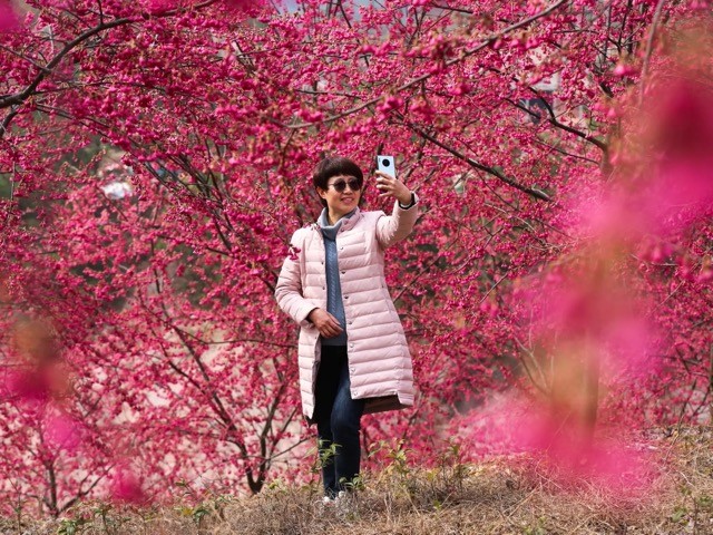 [Photo] Cherry Blossom Peak Bloom Arrives worldwide