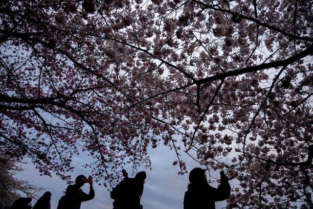 Photo Cherry Blossom Peak Bloom Arrives Worldwide Vietnam Times