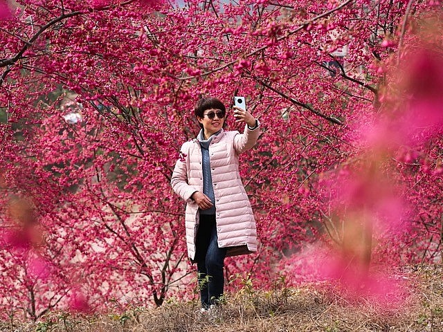 [Photo] Cherry Blossom Peak Bloom Arrives Worldwide