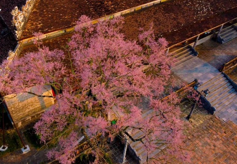 photos stunning parasol trees bloom in hue imperial citadel