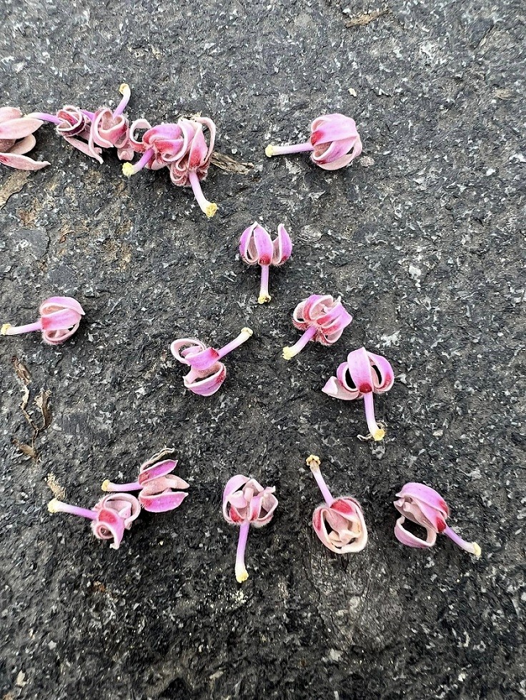 Stunning Firmiana Simplex Flower Bloom in Hue Imperial Citadel