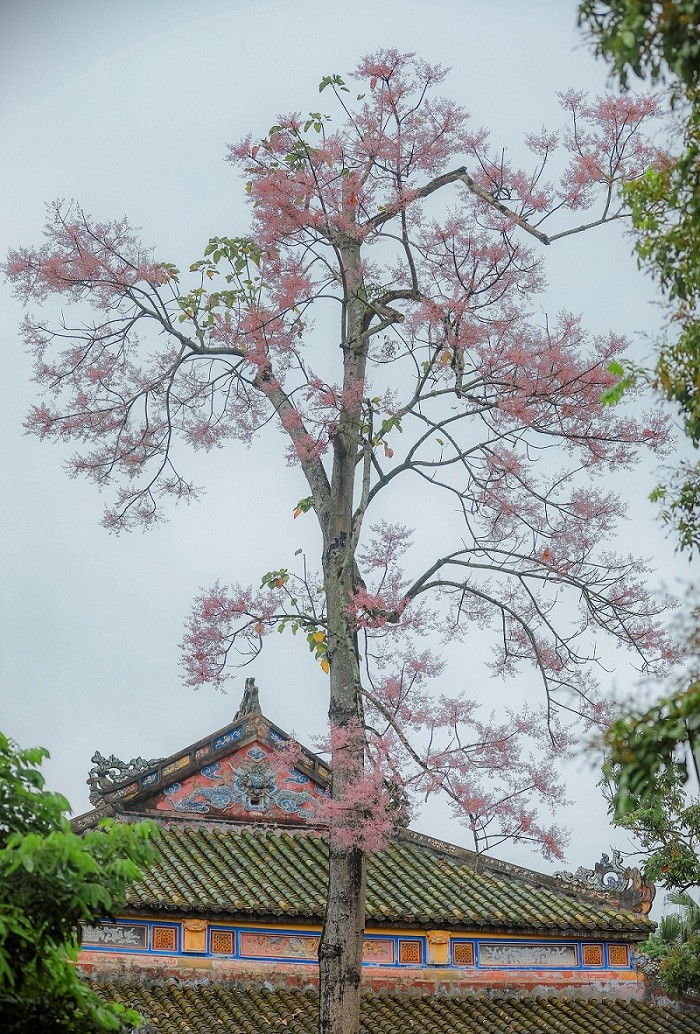 Stunning Firmiana Simplex Flower Bloom in Hue Imperial Citadel