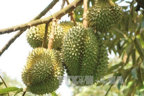 Ri6 durian, a specialty from the Mekong Delta of Vietnam, is now available in the UK market for the first time. Photo: VNA