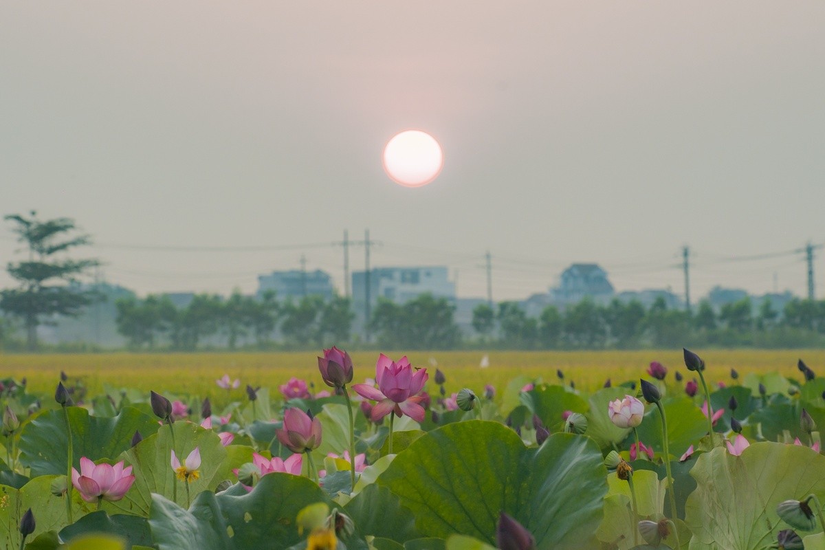 the best places to admire the colorful summer flowers in vietnam