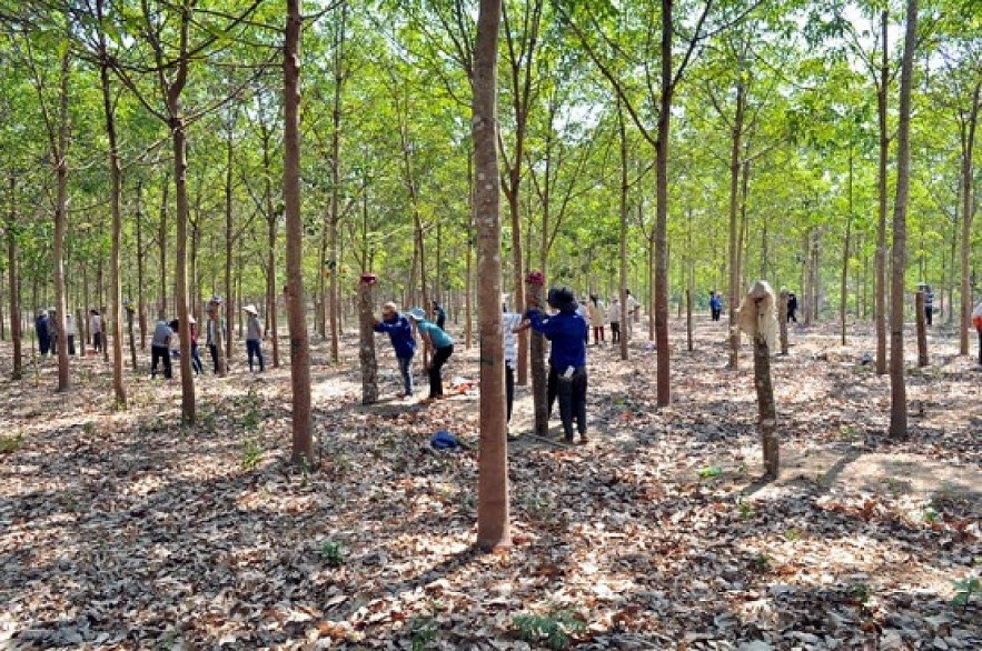 A Vietnamese invested rubber plantation farm in Laos. (Illustrative image)