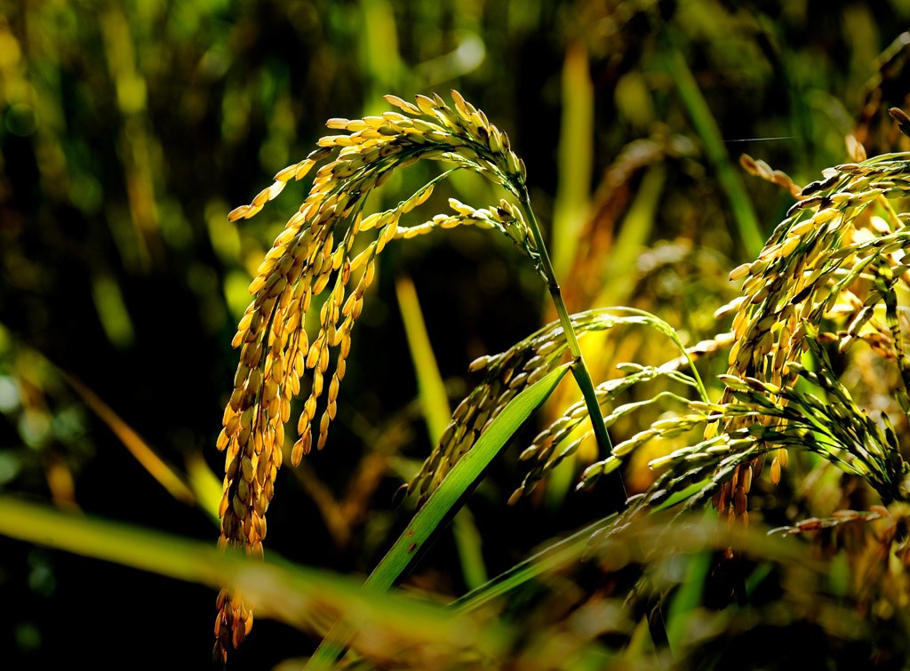 Discover The Mesmerizing Dak Na In Ripe Rice Season