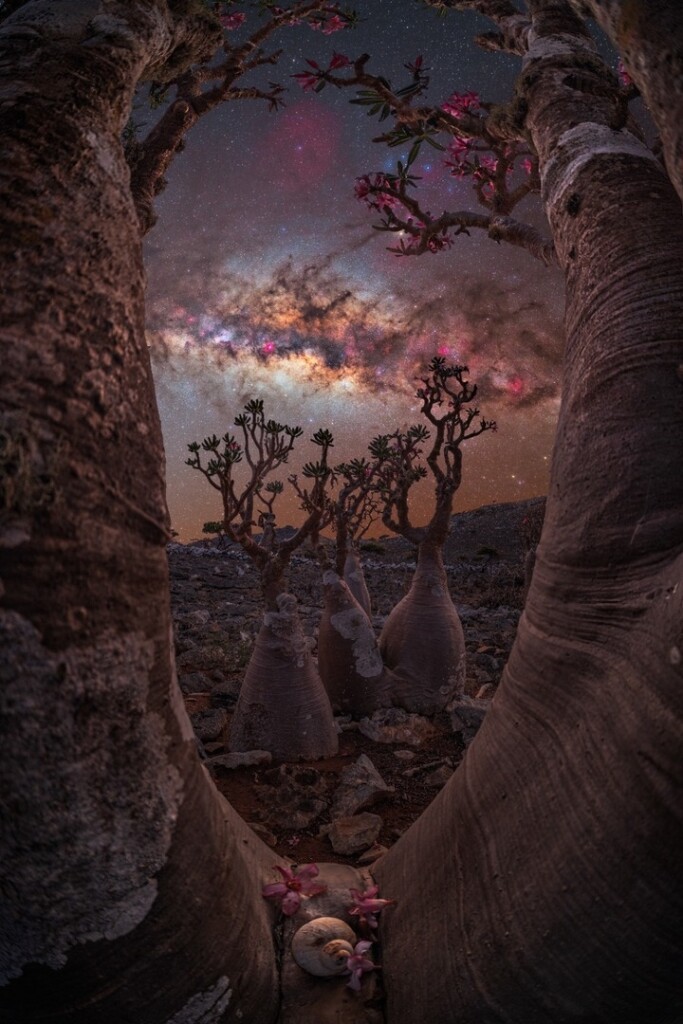 “The bottle tree portal”. Photo: Benjamin Barakat
