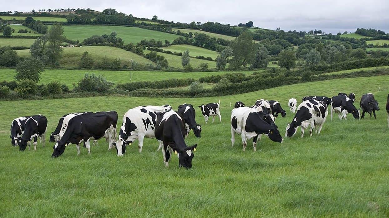 Ireland is a dairy exporting country with very good nutritional content and Vietnam is a country with a great demand for milk. Photo: edailynews