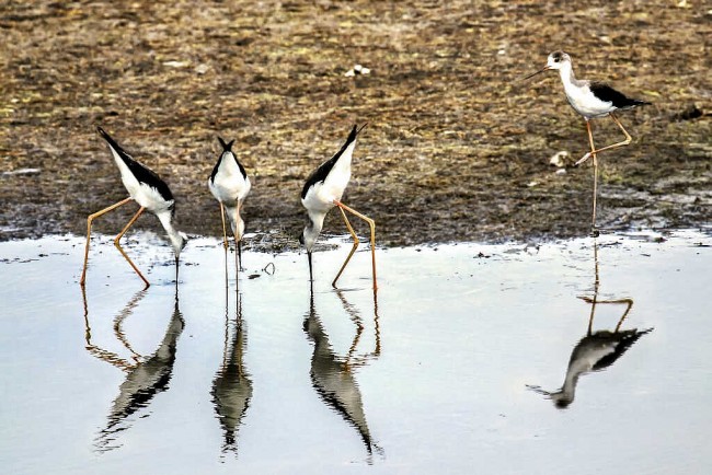 Gorgeous Photographs Of Wild Birds In Quang Yen