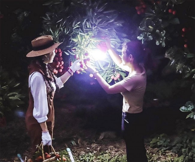 Exciting Night Trip to Lychees Picking in Bac Giang