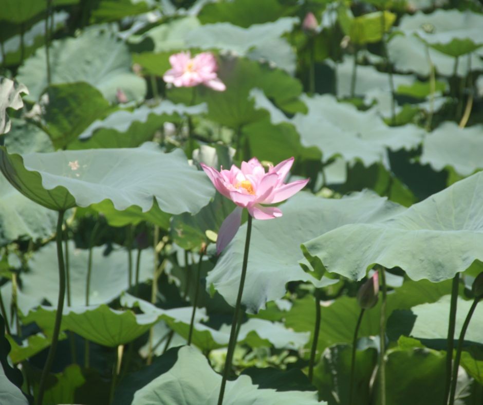 Lotus Flowers Bloom in Ho Chi Minh's Hometown