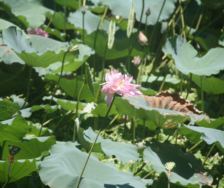 Lotus Flowers Bloom in Ho Chi Minh's Hometown