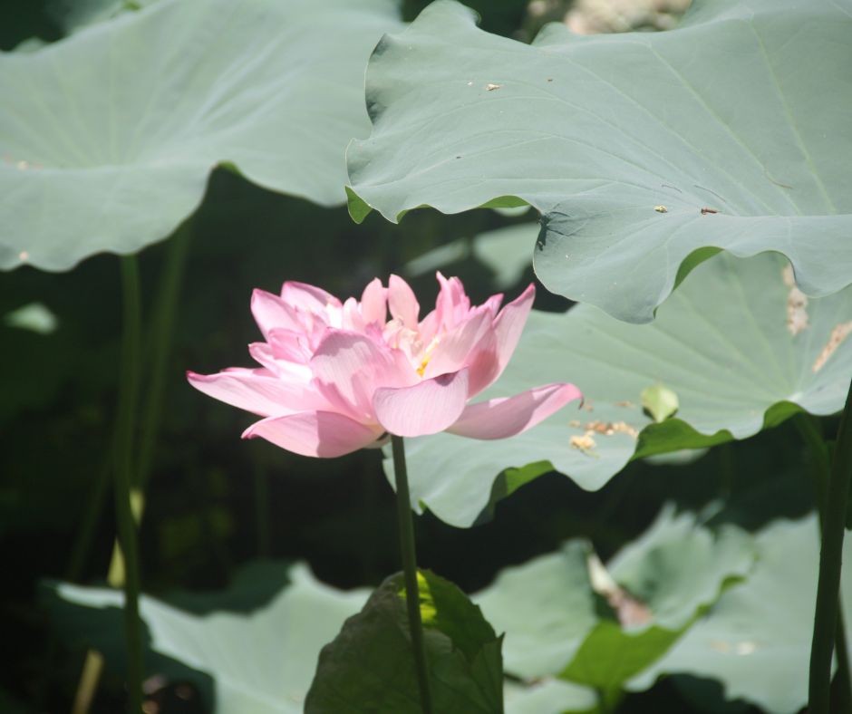 Lotus Flowers Bloom in Ho Chi Minh's Hometown