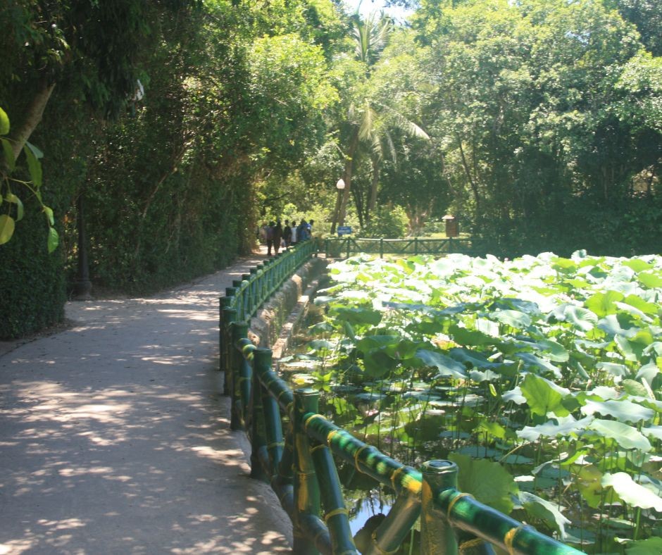 Lotus Flowers Bloom in Ho Chi Minh's Hometown