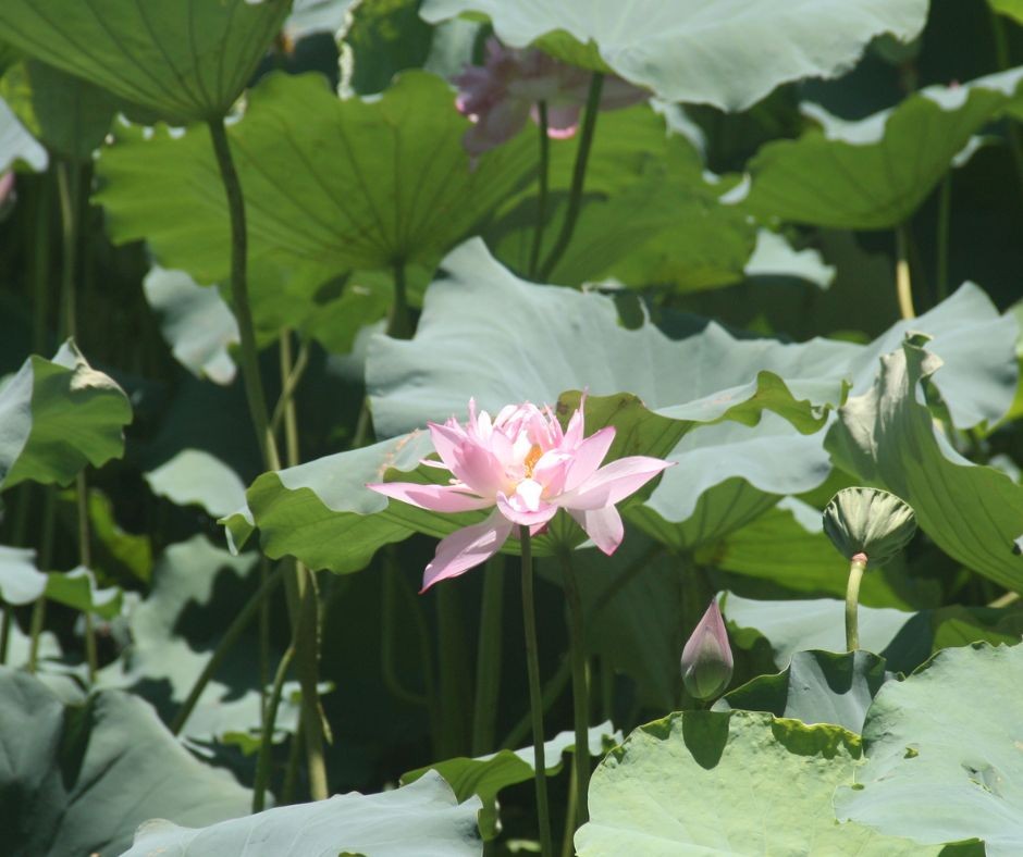 Lotus Flowers Bloom in Ho Chi Minh's Hometown