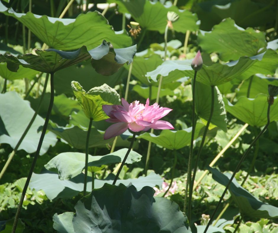 Lotus Flowers Bloom in Ho Chi Minh's Hometown