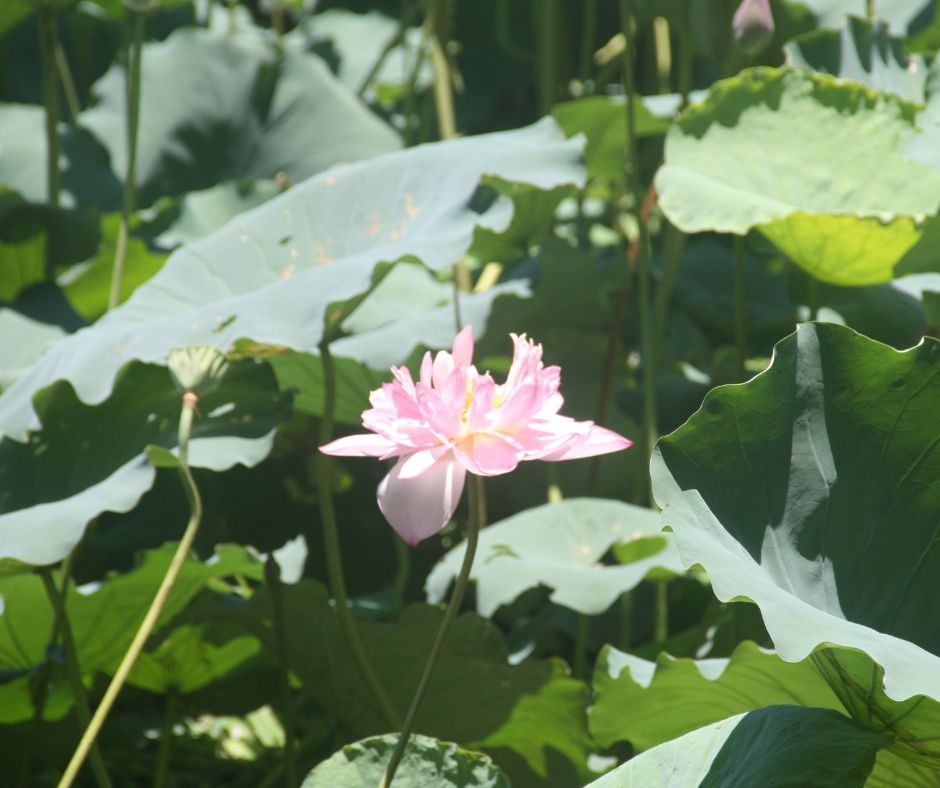 Lotus Flowers Bloom in Ho Chi Minh's Hometown
