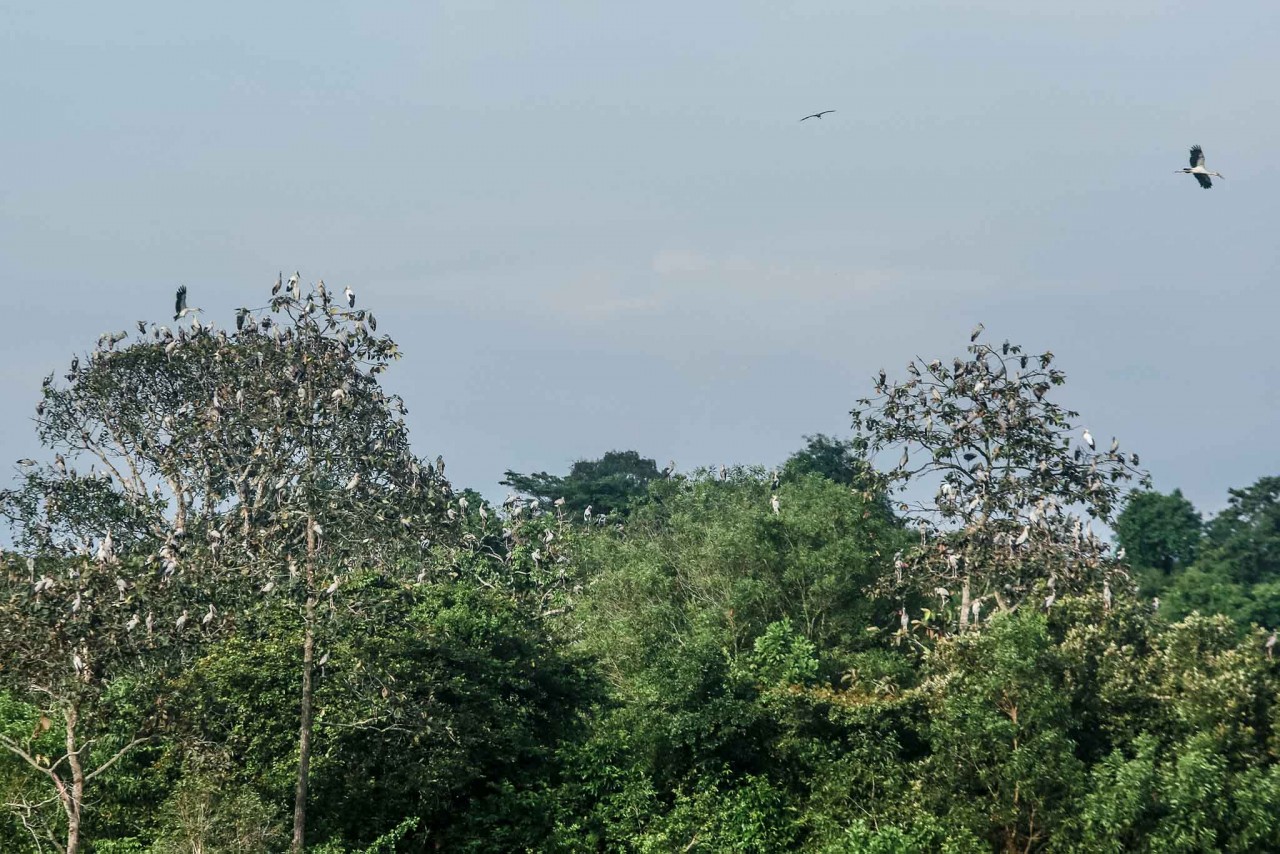 Get Back to Nature: Visit ASEAN Heritage Garden in Tay Ninh Province