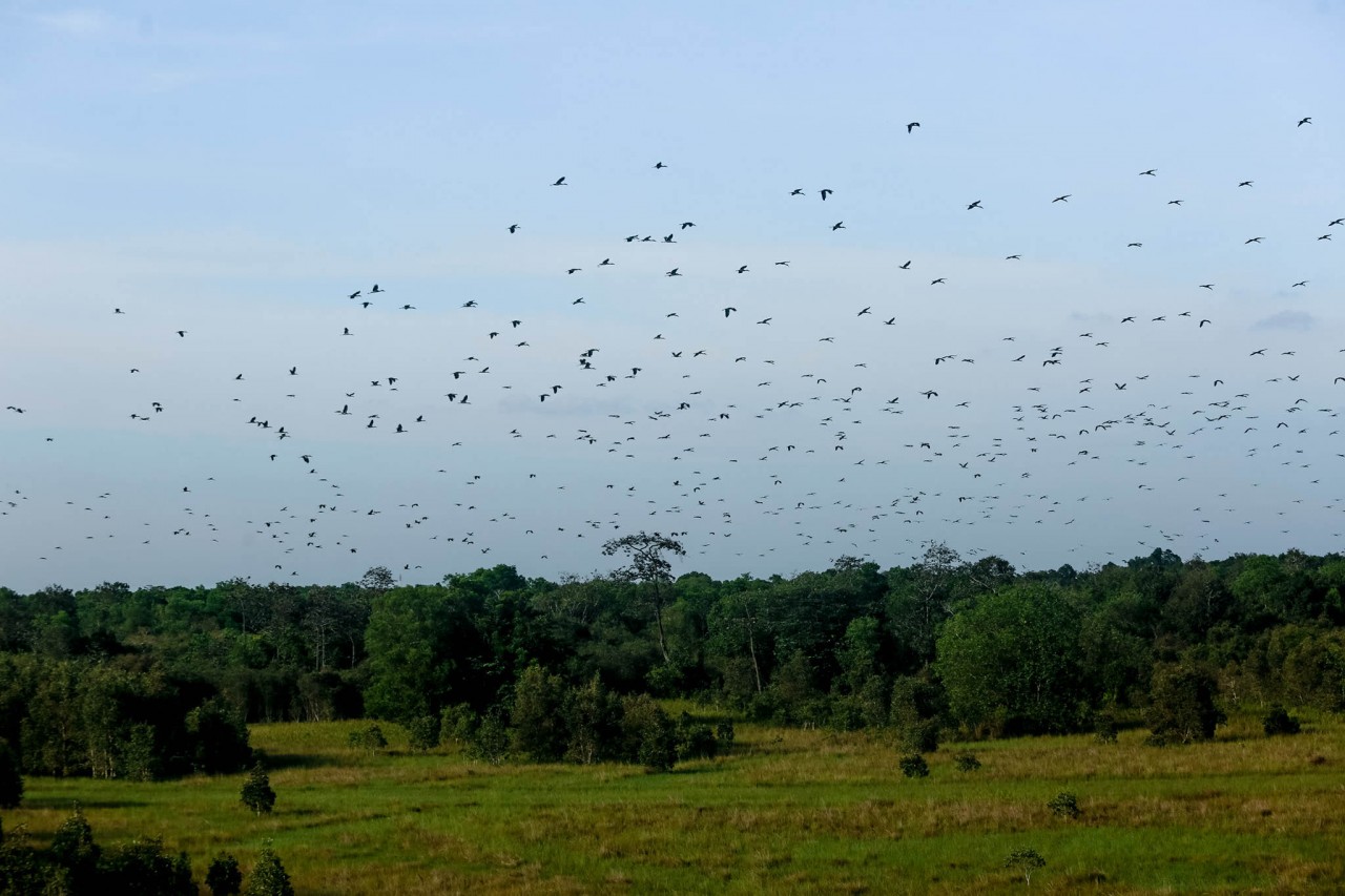 Get Back to Nature: Visit ASEAN Heritage Garden in Tay Ninh Province