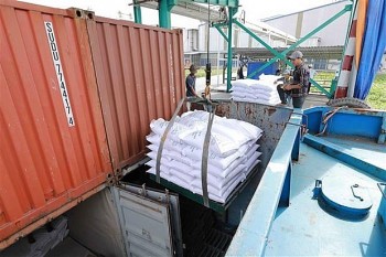 Vietnam's Rice Export to the Philippines Hit Record Level