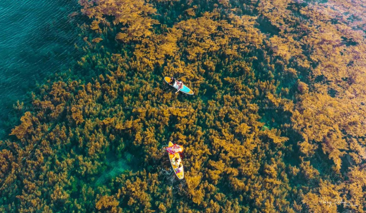 When the tide is low, many tourists choose to row SUP to the sea to watch the sea moss. Photo: Hoang Duong 