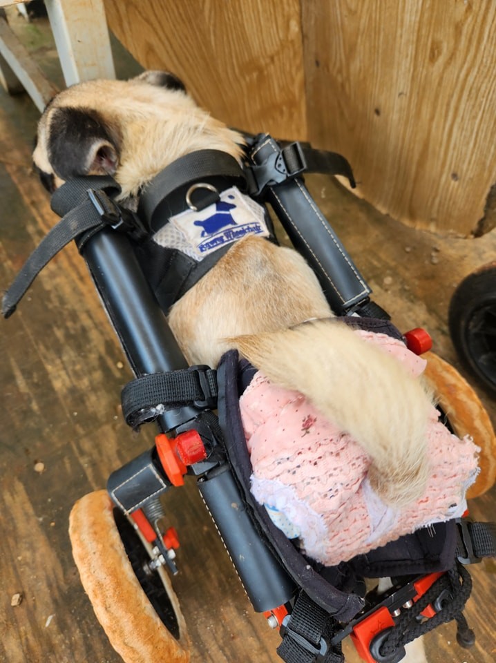 Forever Wheelchair installs springs between the joints of the wheelchair, a simple but effective change to the design that allows four-legged users to move with ease and balance regardless of the type of terrain. Source: Forever Wheelchair/FB