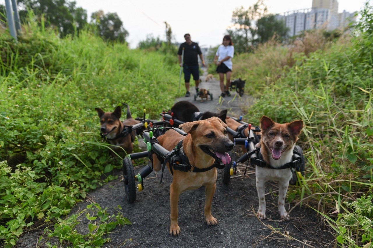 Forever Wheelchair is run by Oscar Fernando Ruiz Bonilla and his wife Tran Anh Thu, who are currently the parents of a household of rescued cats, dogs, and a monkey with disabilities. Source: Forever Wheelchair/FB