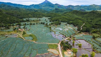Visit The Stunning Lotus Field In Quang Nam