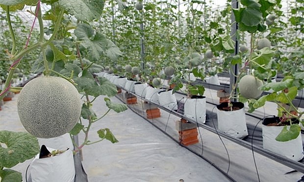 Cantaloupe melons grown in a greenhouse in the HCM City Agricultural High-tech Park in CuChi district. (Photo: VNA)