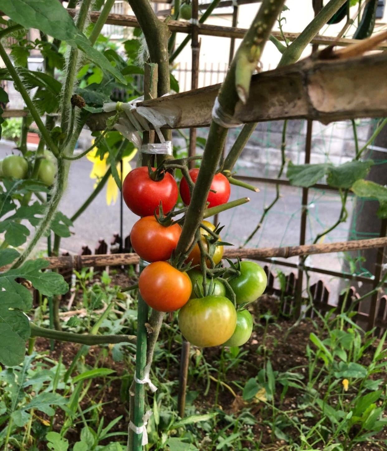 The riped tomatoes in Nguyen Luan's garden. Photo: Nguyen Luan 