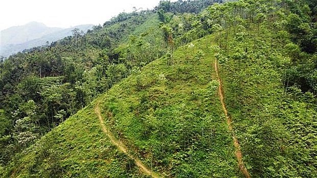 The northern province of Yen Bai plants 15,000 ha of forest each year, striving to raise its forest coverage to 65%. (Photo: VNA)