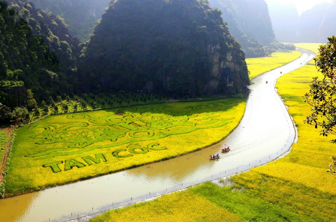 admire the ripening rice season in tam coc