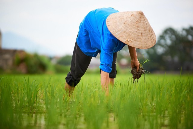 eu funded project for eco resilient agriculture in vietnams mekong delta