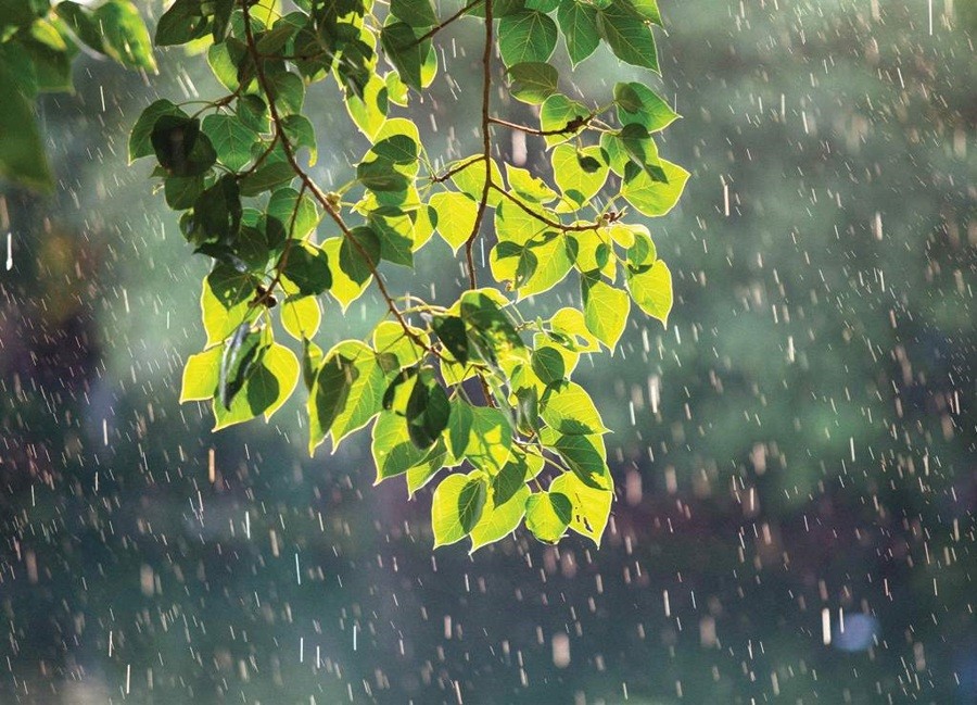 Vietnam’s Weather Forecast (August 16): There Are Showers At Early Morning And Night