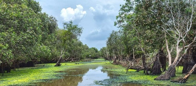 Tra Su Melaleuca Forest – The Fairytale Land Of Vietnam