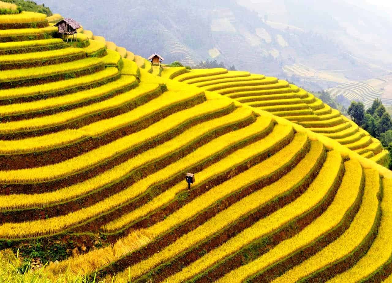 best places to see the ripening rice season in vietnam