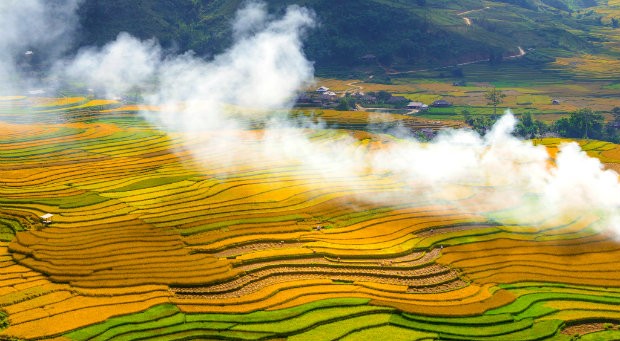 Best Places To See The Ripening Rice Season In Vietnam