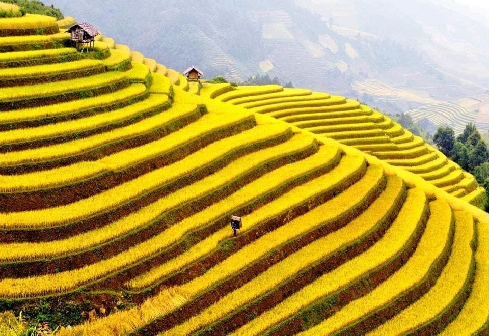 Best Places To See The Ripening Rice Season In Vietnam