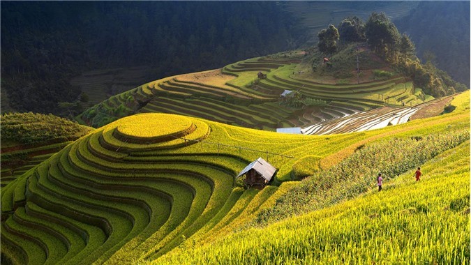 Best Places To See The Ripening Rice Season In Vietnam