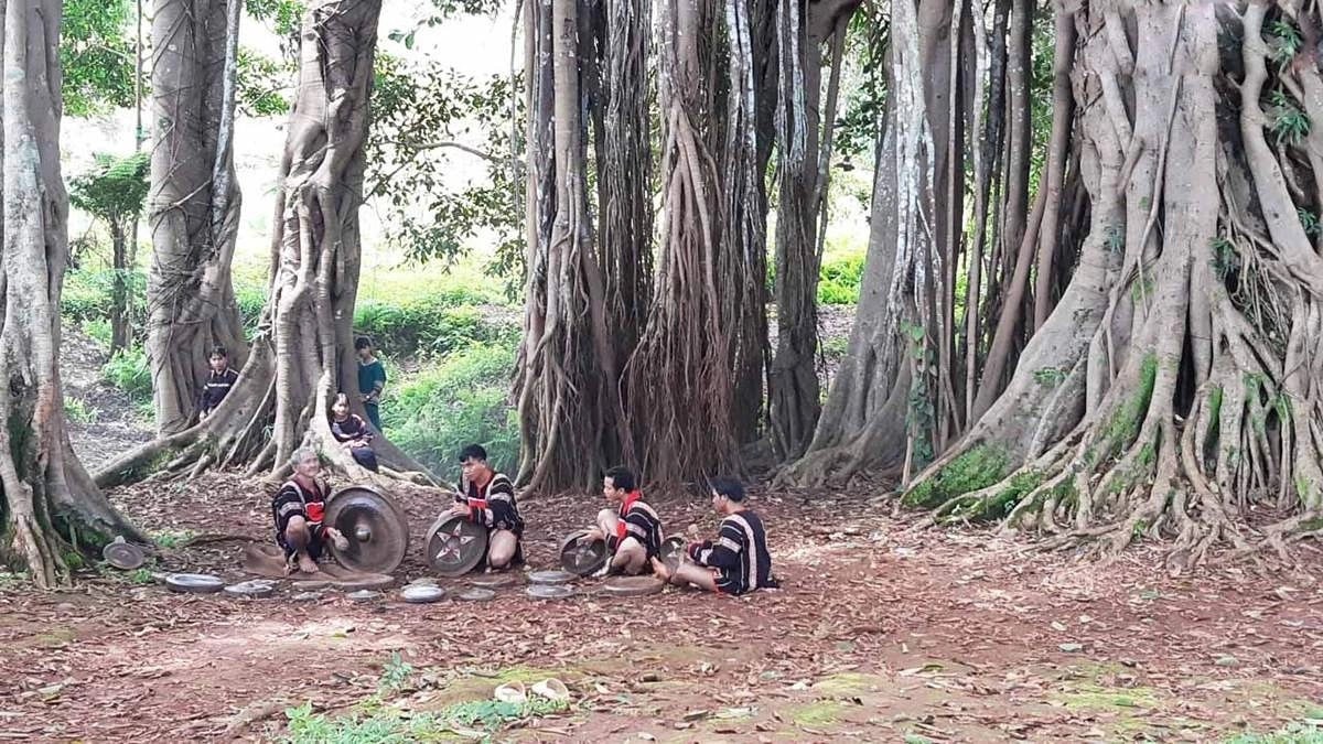 The 200-Year-Old Banyan Tree Unites The Jrai People