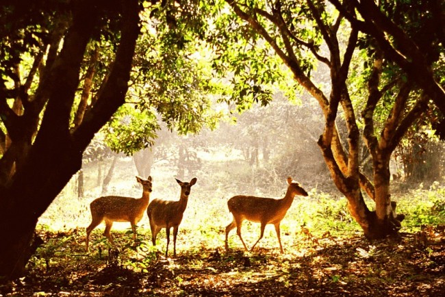 Moc Chau, Cuc Phuong National Park Honored At World’s Travel Awards 2023