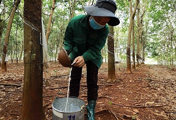 A worker collects latex at a rubber plantation in Binh Phuoc province. (Photo: VNA)