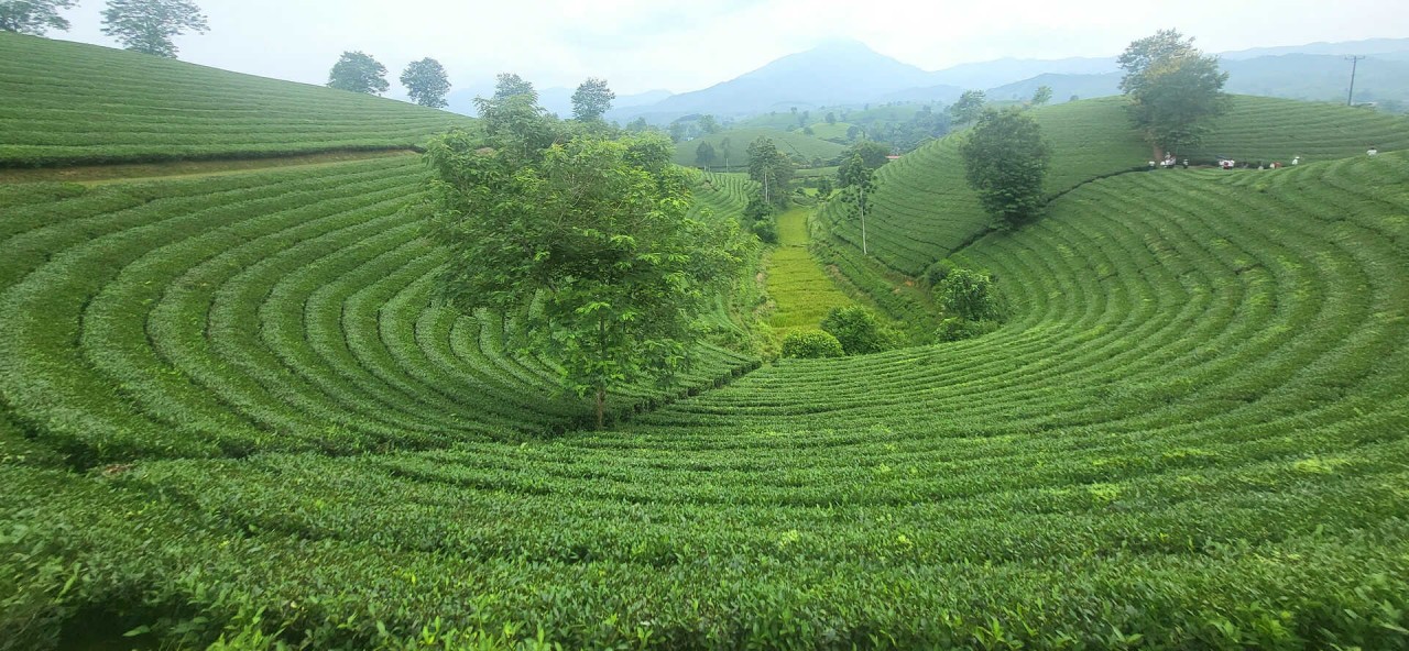 Explore The Unique Beauty Of Long Coc Tea Hill