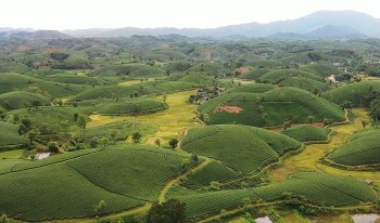 Explore The Unique Beauty Of Long Coc Tea Hill