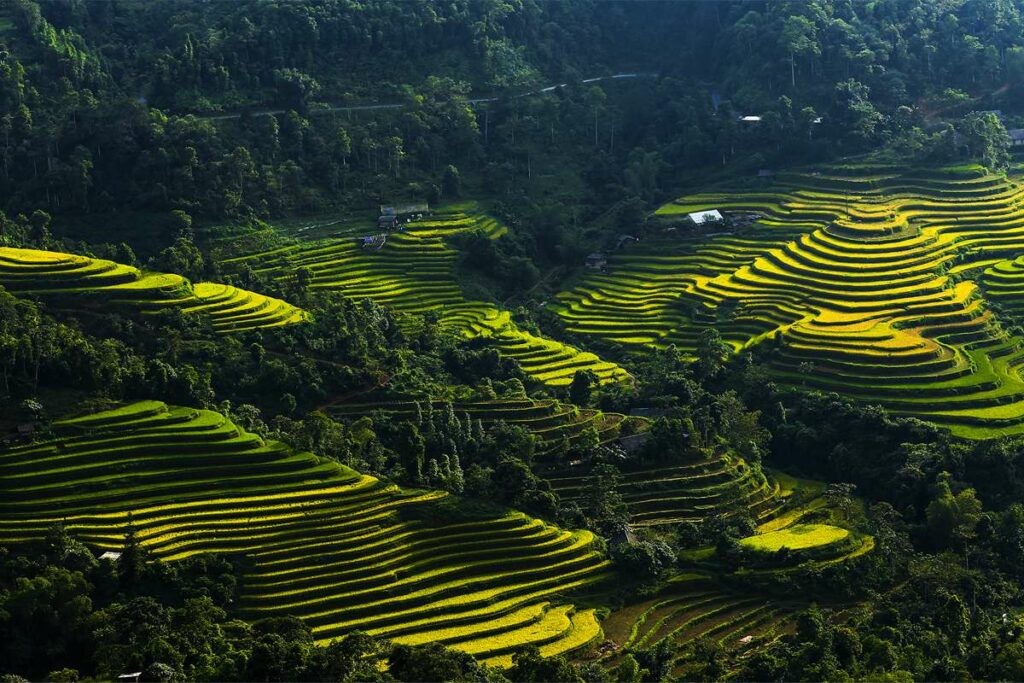 Explore The Beautiful Ripening Rice Season In Hoang Su Phi