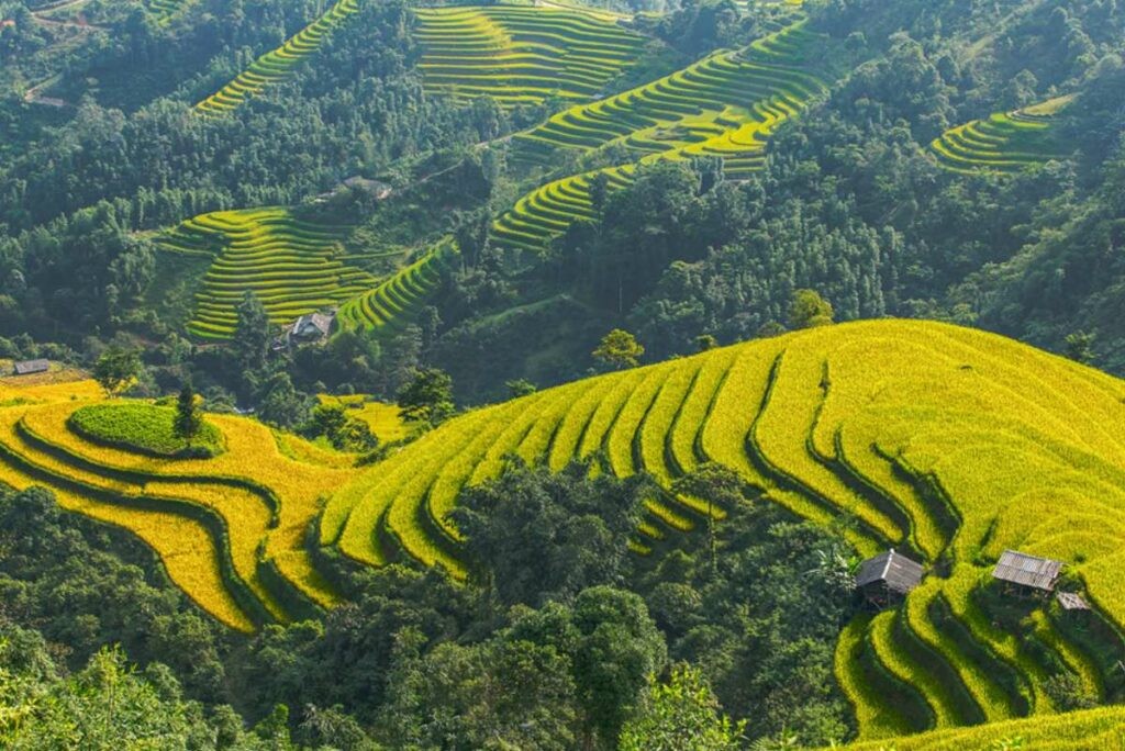 Explore The Beautiful Ripening Rice Season In Hoang Su Phi