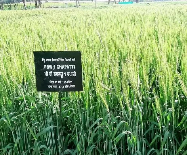 punjab agricultural university introduces pbw1chapati wheat variety