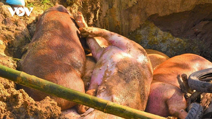 Culling pigs infected with the African swine fever virus in a Vietnamese locality.