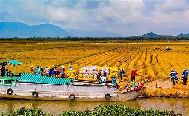 The Mekong Delta region is the country’s rice and fruit granary. (Photo: nongnghiep.vn)